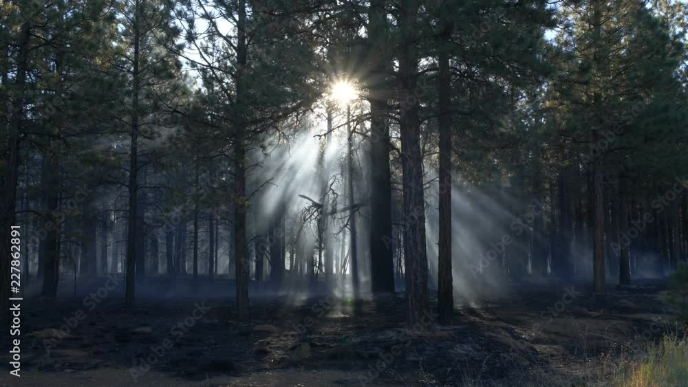 Sun rays filter through trees during a prescribed burn in a forest ...
