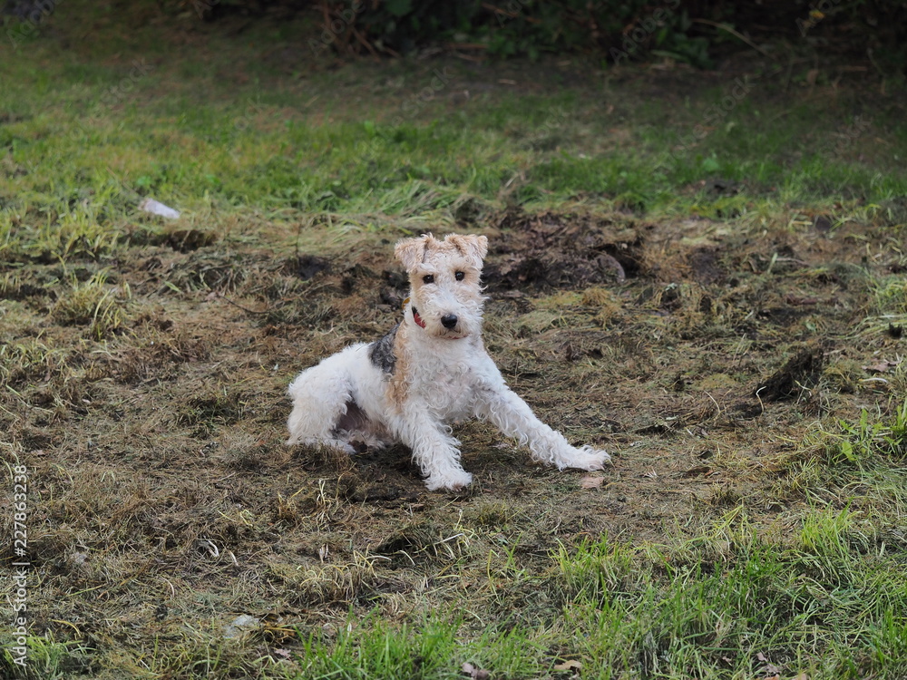 Sweet terrier dog playing on the ground