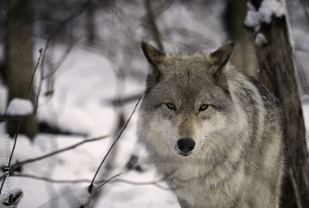 Timber Wolf (Gray Wolf or Grey Wolf) in the Snow