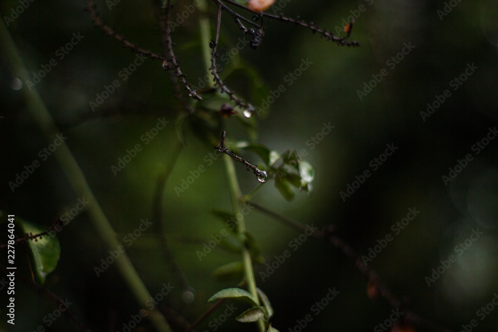 Dew drop on a branch. This photograph was taken in Rio Claro, São Paulo, Brazil. Dew drop on a branch. This photograph was taken in Rio Claro, São Paulo, Brazil.