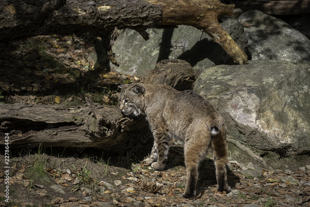 Bobcat walking through a clearing with Fall leaves on the ground Bobcat walking through a clearing with Fall leaves on the ground