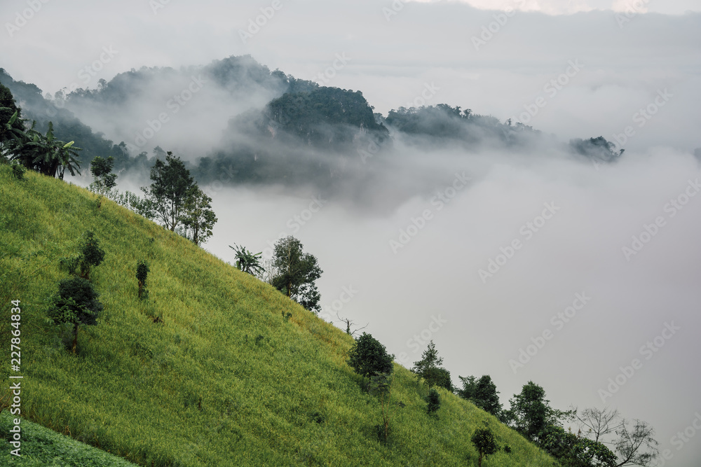 Foggy morning at Tea Plantation and mountain landscape in Thailand, beautiful landscape and sea of fog in Thailand. Foggy morning at Tea Plantation and mountain landscape in Thailand, beautiful landscape and sea of fog in Thailand.