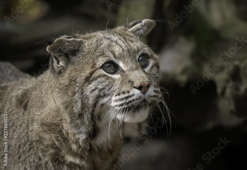 Close up of a bobcat with large sad eyes © Lori Labrecque