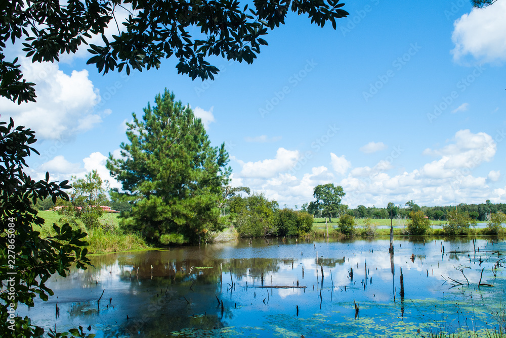 Obraz premium Swamp land that has been shot in the southern state of American, Mississippi. This environment is a natural habitat for many animals and povides a food source for humans as well as a beautiful scene