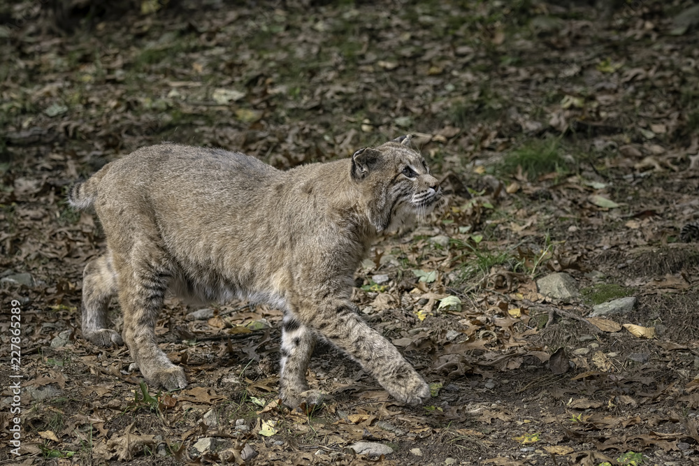 Naklejka premium Bobcat walking through a clearing with Fall leaves on the ground