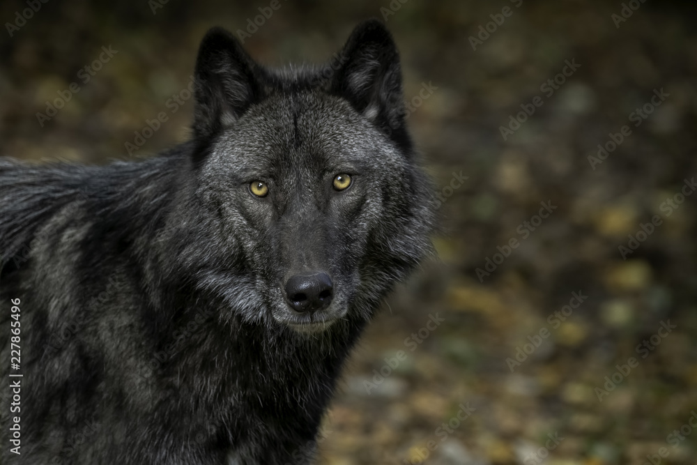 black and silver wolf