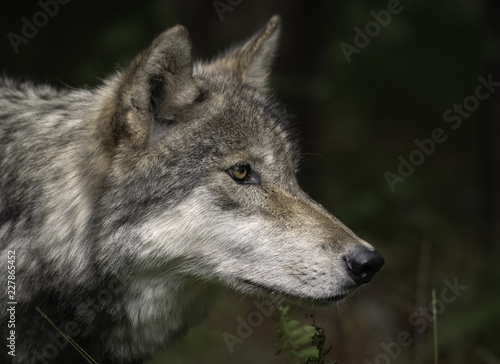 Timber Wolf  also known as a Gray Wolf or Grey Wolf  Portrait