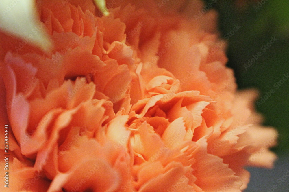 Flower Flower