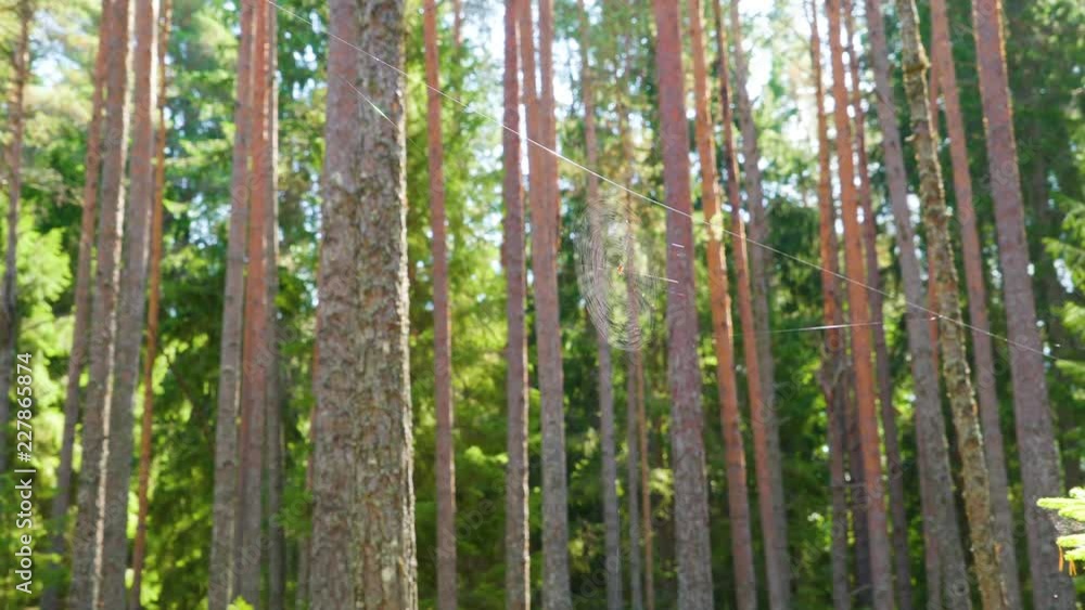 20283_The_spider_web_with_the_tall_pine_trees_on_the_back.mov 20283_The_spider_web_with_the_tall_pine_trees_on_the_back.mov
