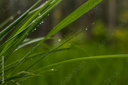 Leaves covered of morning dew. This photograph was taken in Rio Claro, São Paulo, Brazil. 