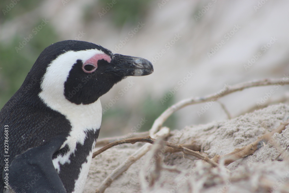 Fototapeta premium Penguin