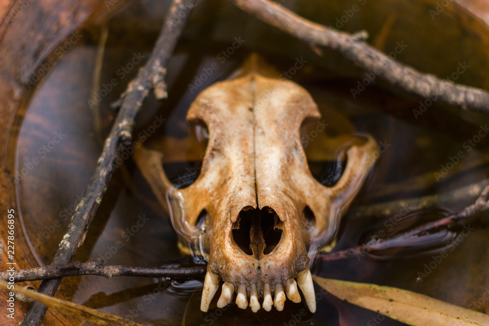 The skull of a dog inside a jar with rainwater. Rio Claro, São Paulo, Brazil, October, 2018. The skull of a dog inside a jar with rainwater. Rio Claro, São Paulo, Brazil, October, 2018.