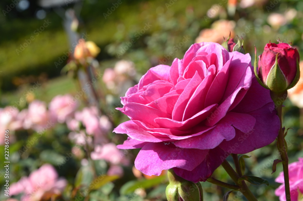 薔薇のある風景 薔薇のある風景