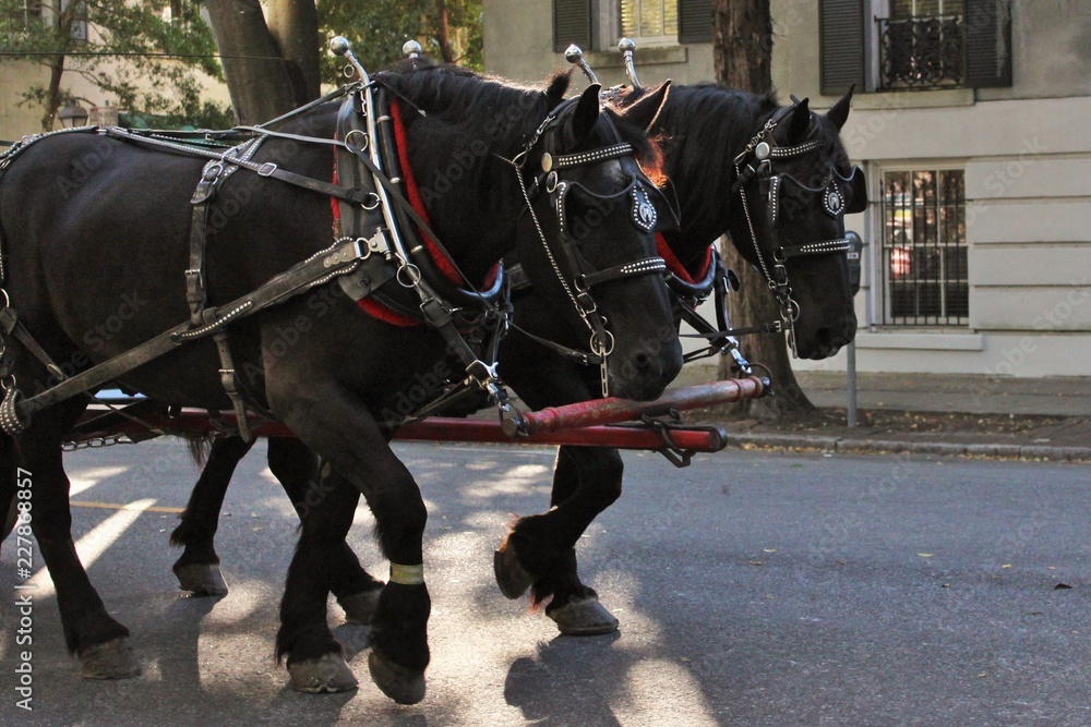 Carriage Horses in Savannah, Georgia Carriage Horses in Savannah, Georgia