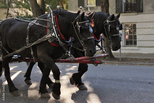 Carriage Horses in Savannah, Georgia
