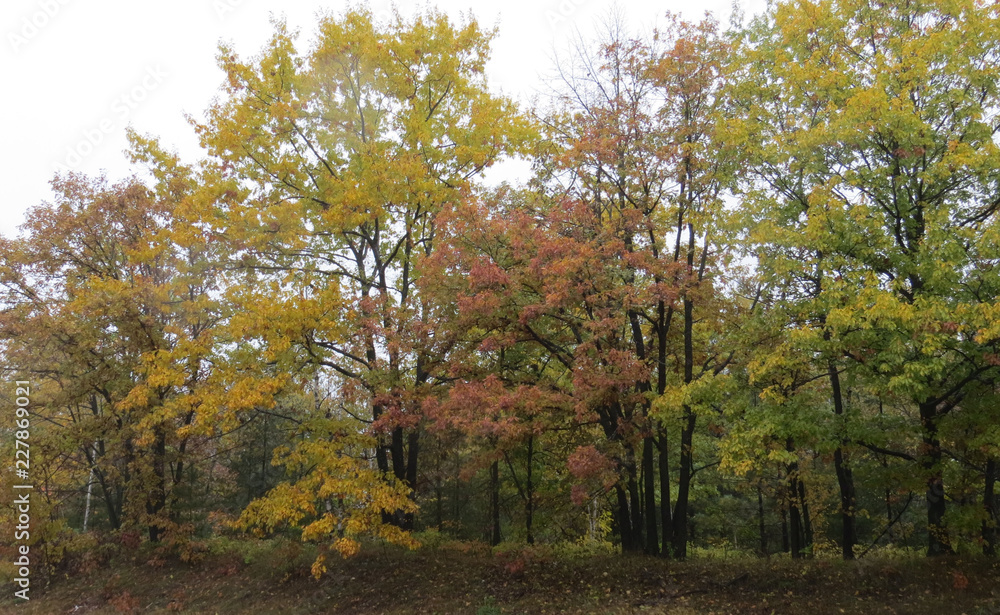 Fototapeta premium Autumn Mix