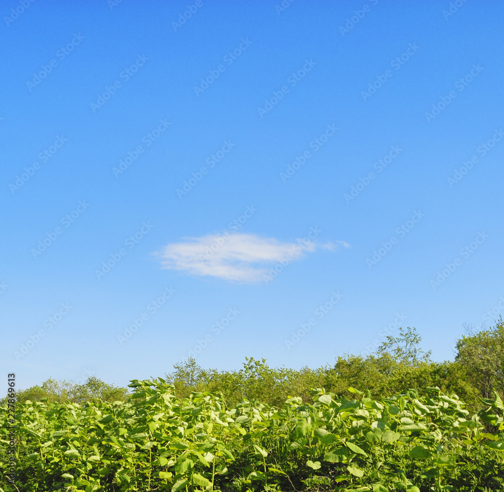 葉 空 雲 素材 葉 空 雲 素材
