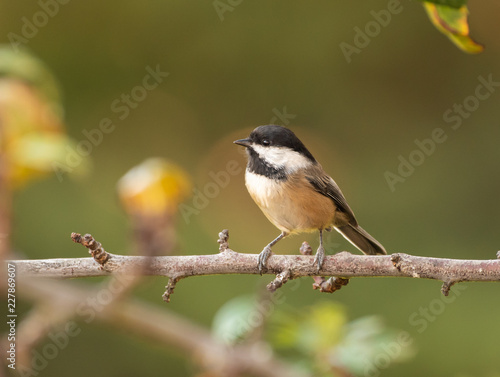 Black-capped Chickadee (Poecile atricapillus) perched on a branch, with a green background © jbosvert