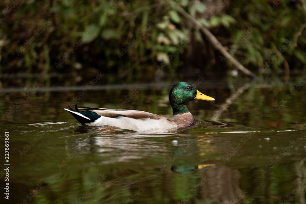 Mallard Swimming Through a Lake on a Warm Autumn Day Mallard Swimming Through a Lake on a Warm Autumn Day