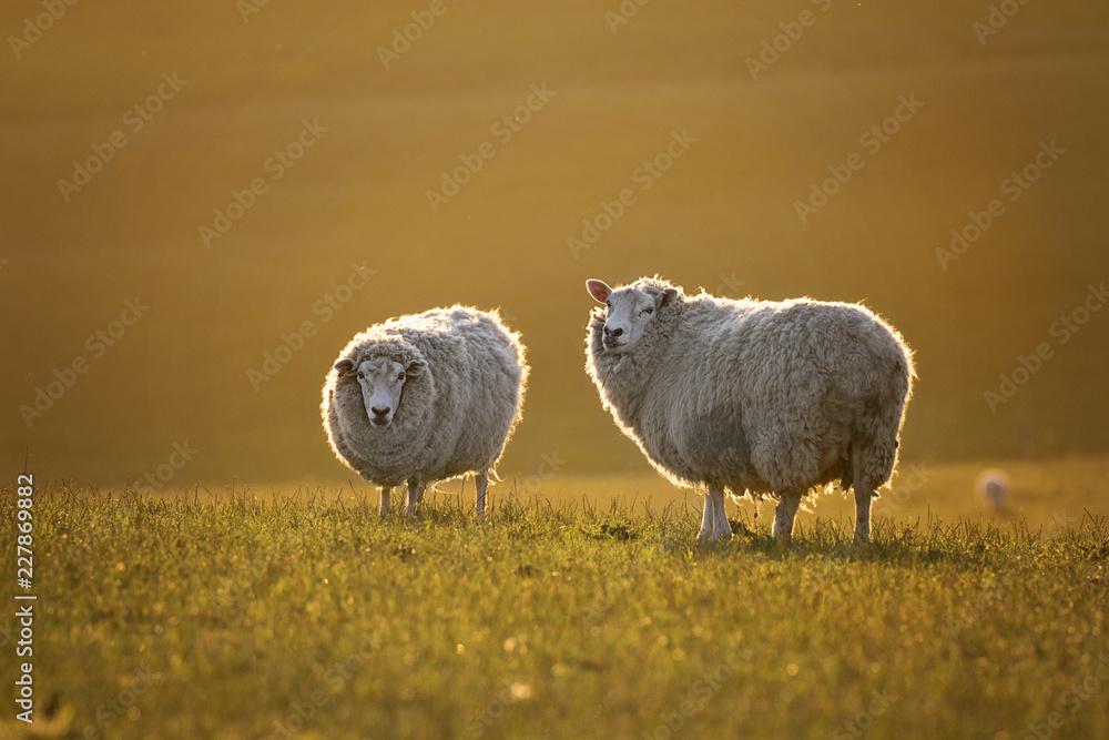 Sheep in late evening golden light Sheep in late evening golden light