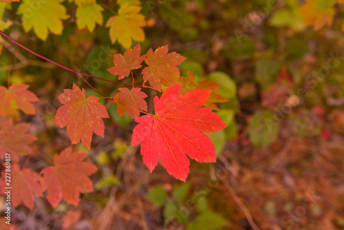 a single vibrant red leaf on a Vine Maple (Acer circinatum) against a backdrop of other leaves