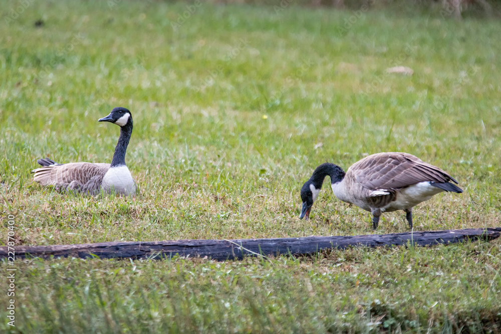 Geese Feeding in the Autumn Grass Geese Feeding in the Autumn Grass