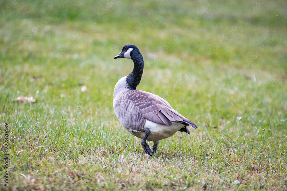 Geese Feeding in the Autumn Grass Geese Feeding in the Autumn Grass