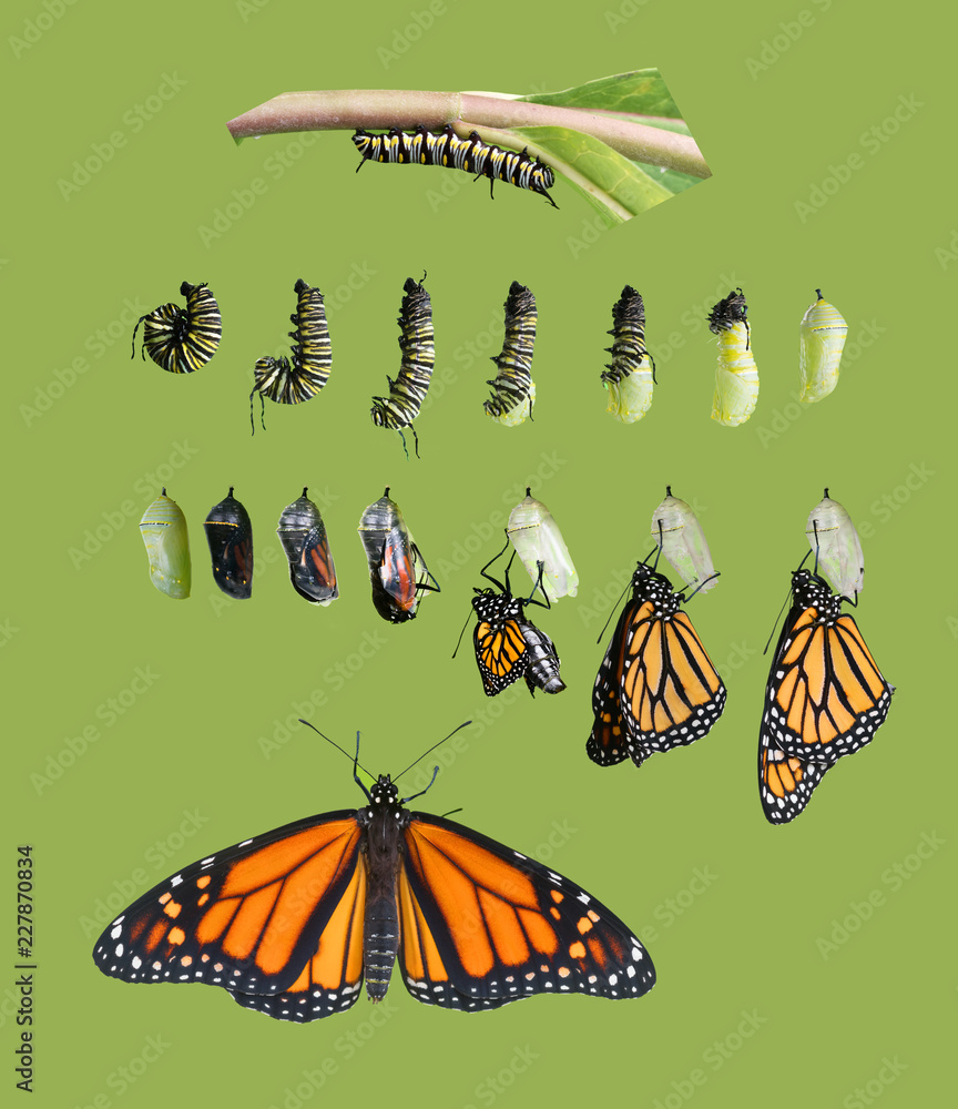Obraz premium Od gąsienicy do motyla. Cykl motyli Monarch. Na białym tle na zielonym tle