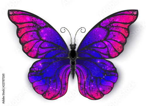 Canvas Print Tricolored butterfly