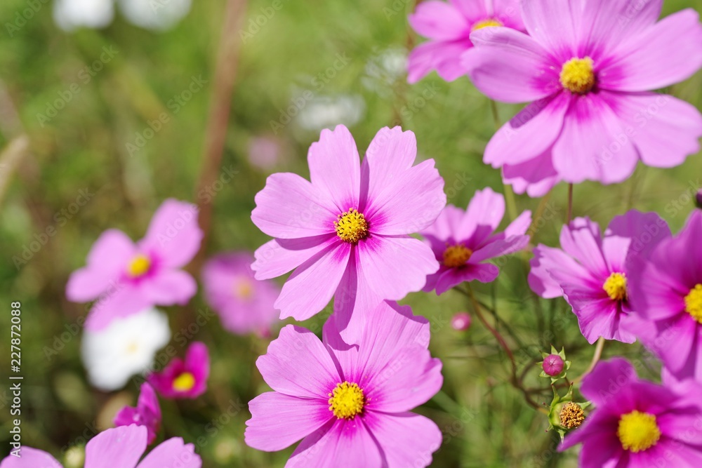 コスモスの花束を持つ女の子