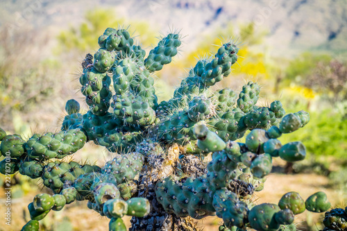 Chain Fruit Cholla Cactus in Saguaro National Park, Arizona photo