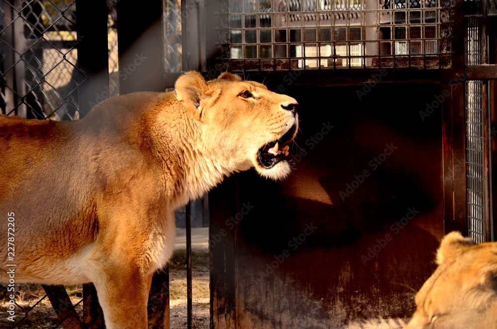 Naklejka premium lion