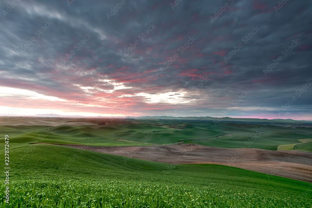 Rolling hills of wheat at sunset in the pacific northwest