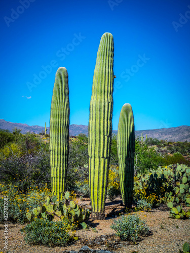 A young greeny Saguaro Cactus in Saguaro National Park, Arizona
