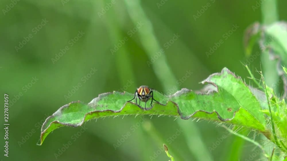 Mosca sobre hoja en primer plano Mosca sobre hoja en primer plano