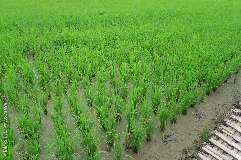 Rice field with bamboo walkway. Soft focus. Nature concept. Rice field with bamboo walkway. Soft focus. Nature concept.