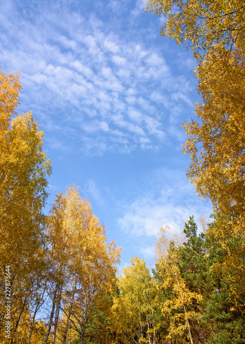Tall Birch Trees Framing Blue Sky with White Clouds