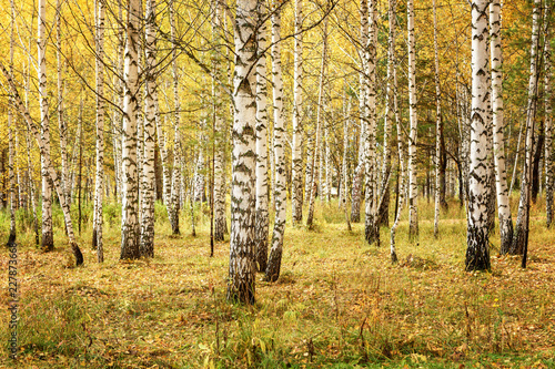 Fall Landscape: Birch Forest with Golden Foliage at Sunny Day in September