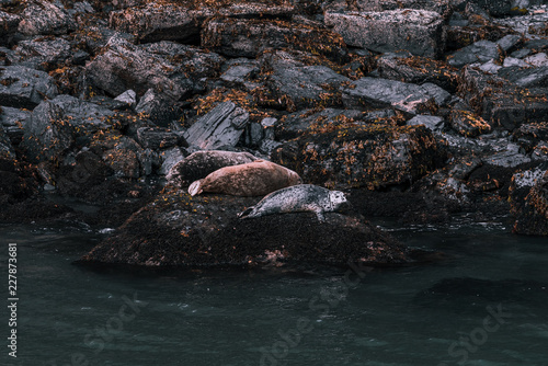 Seals in Alaska - Resurrection Bay © garciajnc316