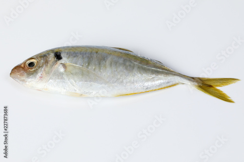 Raw fresh small yellow striped tervally banded slender fish photo