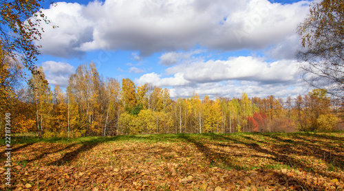 Fall Panorama: Autumn Forest with Blue Sky and White Clouds as Picturesque Scenery