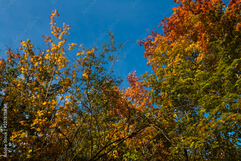 The blue fall sky with orange yellow and green leaves on the trees