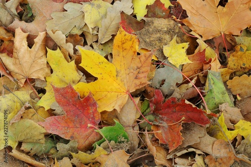 Colorful dry leaves on the floor in autumn season. Nature background concept.