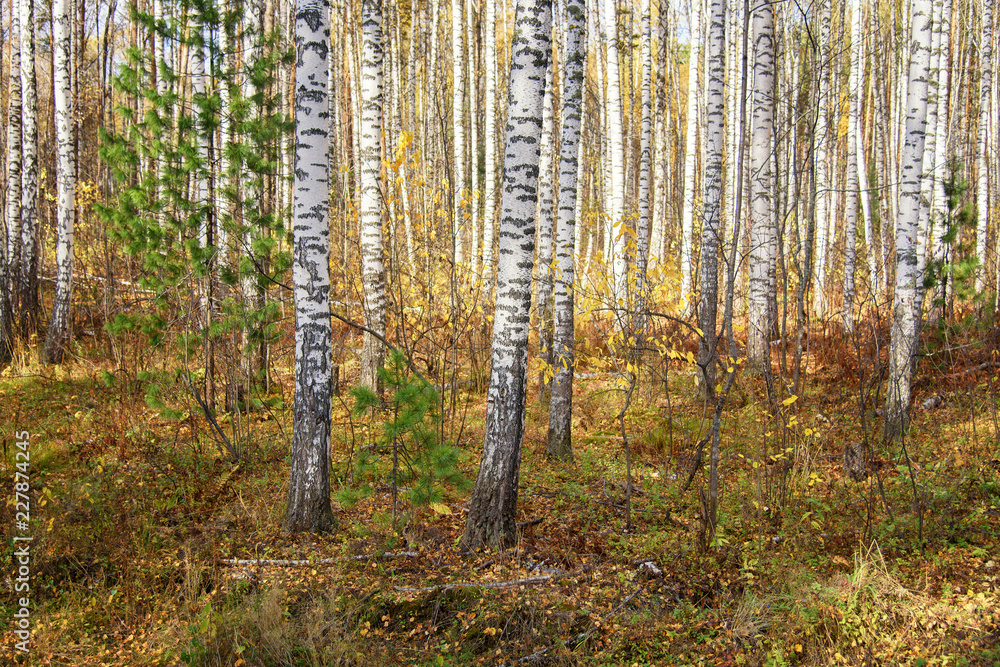 Autumn Scenery: Birch and Fir Forest with Golden Foliage at Sunny Day in September