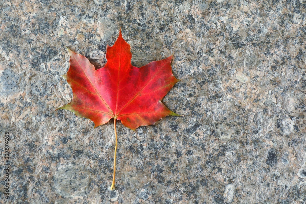 Red maple leaf on the marble floor. Nature in autumn background concept. Red maple leaf on the marble floor. Nature in autumn background concept.