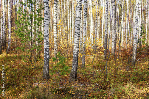 Autumn Scenery: Birch and Fir Forest with Golden Foliage at Sunny Day in September