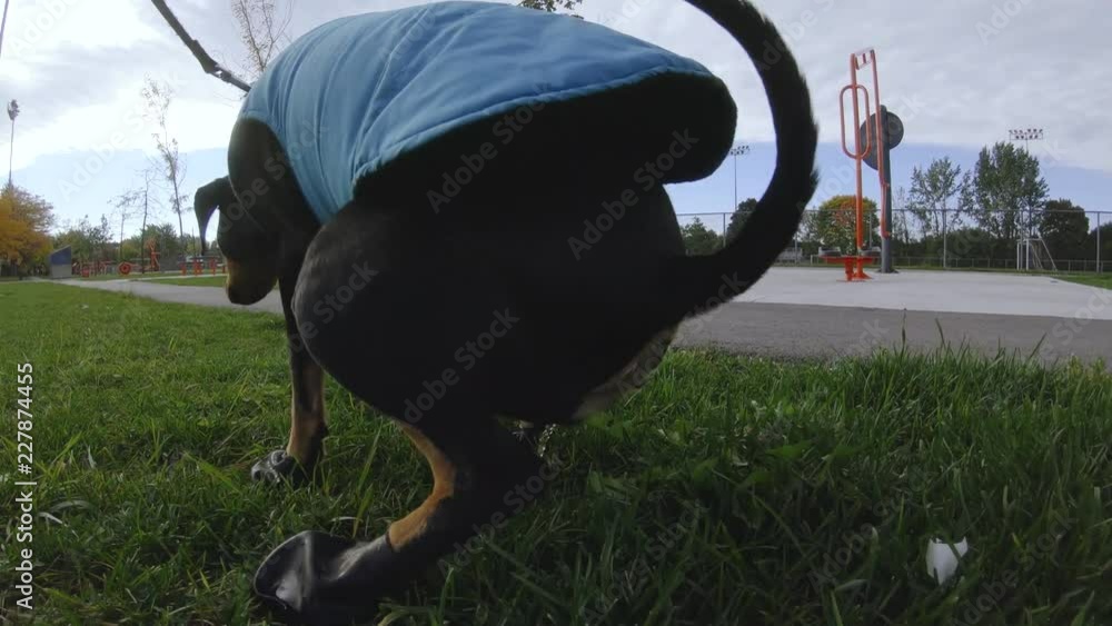 Female dog peeing on grass closeup shot filmed outside in a park. Stock