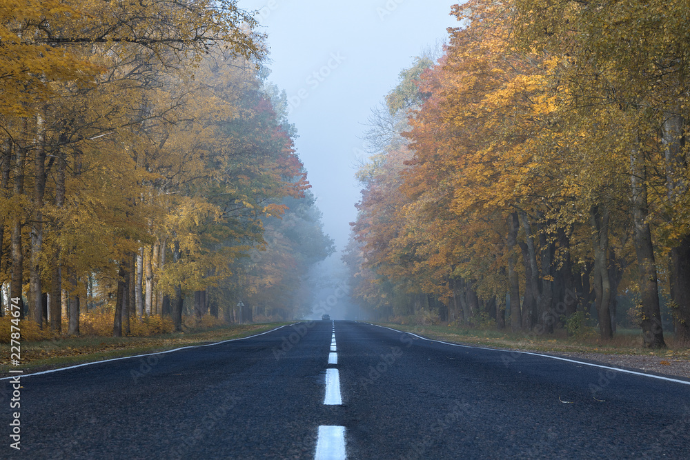 Road in the fog in the early autumn morning. The road goes to infinity. The car rides out of the fog on us. Along the road grow tall trees