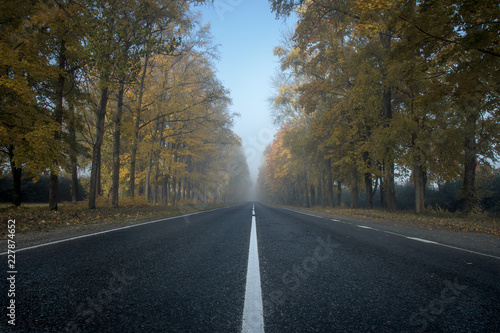Autumn road in the early morning. Along the road grow tall trees. No cars on the road. There is no end to the road due to fog