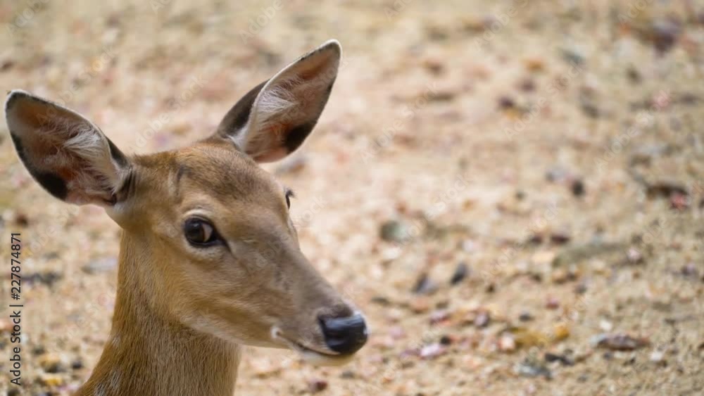 Brown sika deer Brown sika deer